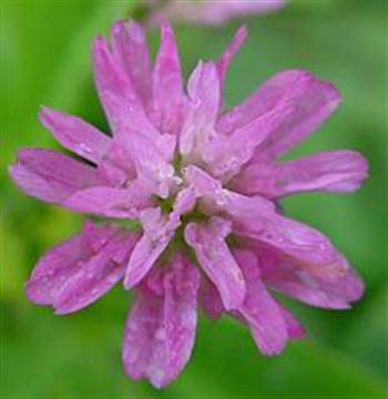 شبدر ایرانی